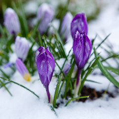 A group of spring crocuses in the snow. Green plant covered with snow. Ecology, climate, environment, climate change