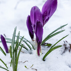 A group of spring crocuses in the snow. Green plant covered with snow. Ecology, climate, environment, climate change.