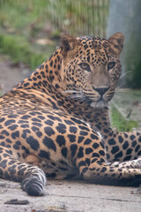 Fototapeta na wymiar Young male Sri Lankan leopard sitting in enclosure. In captivity at Banham Zoo, Norfolk, UK