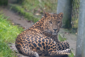 Young male Sri Lankan leopard sitting in enclosure. In captivity at Banham Zoo, Norfolk, UK