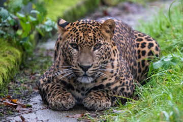 Close up portrait of young male Sri Lankan leopard sitting in grass. In captivity at Banham Zoo, Norfolk, UK