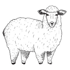 Farm sheep in sketch style. Vector isolated black and white illustration of an animal.