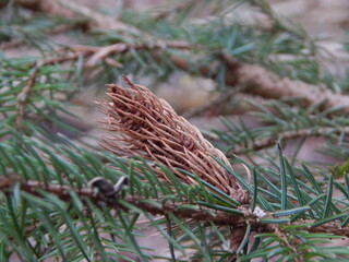 Naklejka na ściany i meble pine cones in snow