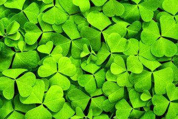 Background with green clover leaves for Saint Patrick's day. Shamrock as a symbol of fortune.