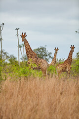 Safari Africa