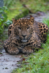 Young male Sri Lankan leopard sitting in grass. In captivity at Banham Zoo, Norfolk, UK