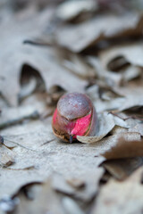 sprouted seed acorn