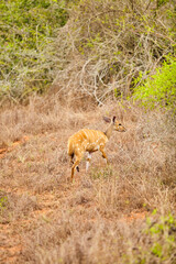 Safari Africa