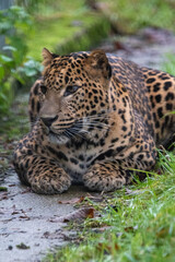 Fototapeta na wymiar Young male Sri Lankan leopard sitting in grass. In captivity at Banham Zoo, Norfolk, UK