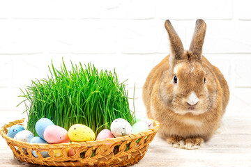 Fluffy Easter Bunny with a basket of painted Selective focus. Easter concept.