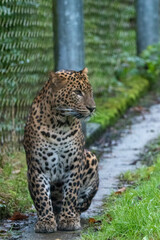Young male Sri Lankan leopard. In captivity at Banham Zoo, Norfolk, UK