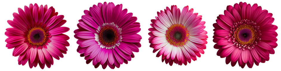 Assorted magenta gerbera flower heads isolated on transparent PNG background. Created with Generative AI.	
 - obrazy, fototapety, plakaty