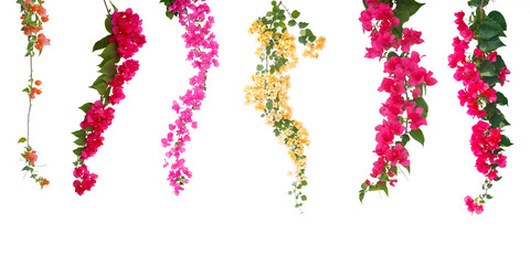 Set of Bougainvilleas branch  isolated on white background.Save with clipping path.
 - obrazy, fototapety, plakaty