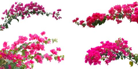 Set of Bougainvilleas branch  isolated on white background.Save with clipping path.

