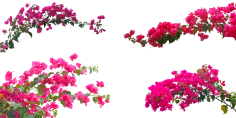 Fototapeten Set of Bougainvilleas branch  isolated on white background.Save with clipping path.  © krsprs