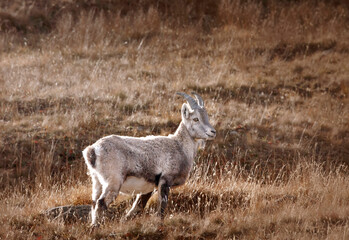 Parc du Queyras, Hautes Alpes, Bouquetin juvénile 