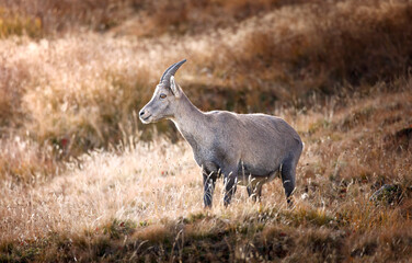 Parc du Queyras, Hautes Alpes, Bouquetin juvénile 