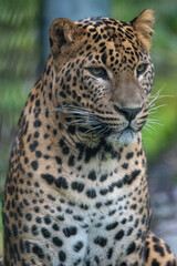 Close up portrait of head and face of young male Sri Lankan leopard. In captivity at Banham Zoo, Norfolk, UK