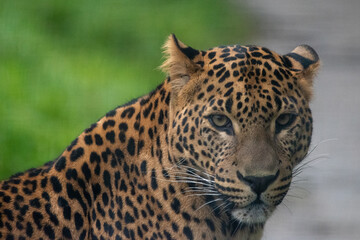 Fototapeta na wymiar Close up portrait of head and face of young male Sri Lankan leopard. In captivity at Banham Zoo, Norfolk, UK