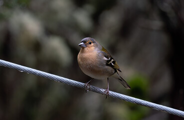 A Chaffinch on Levada Rabacal, Madeira, Portugal.