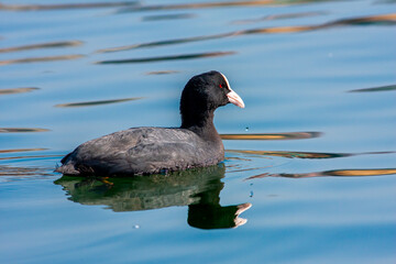 waterfowl resting in the water, Eurasian Coot, Fulica atra	
