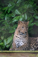 Young male Sri Lankan leopard sitting on wooden platform. Banham Zoo, Norfolk, UK