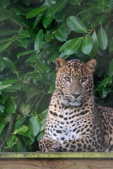 Young male Sri Lankan leopard sitting on wooden platform. Banham Zoo, Norfolk, UK