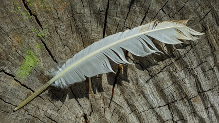 One feather is inserted into a crack in the stump.