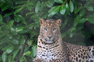 Young male Sri Lankan leopard sitting on wooden platform. Banham Zoo, Norfolk, UK