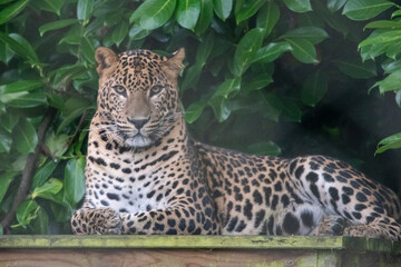 Naklejka premium Young male Sri Lankan leopard laying on wooden platform. Banham Zoo, Norfolk, UK
