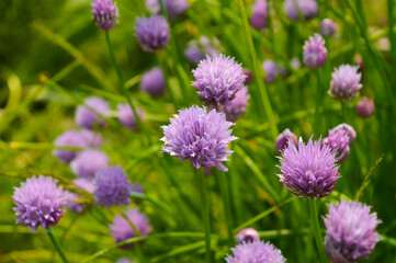 Fototapeta premium Giant Onion blooming. Few balls of blossoming Beautiful picture with Alliums for the gardening theme