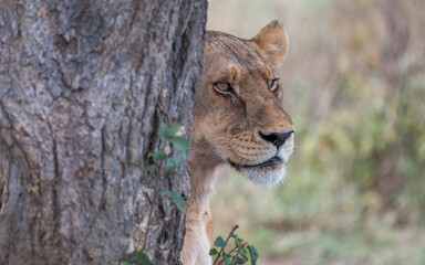 Detail of the head of a lioness peeking out from behind a tree, in Africa