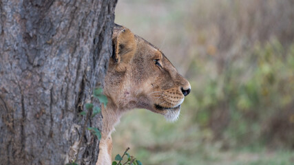 Detail of the head of a lioness peeking out from behind a tree, in Africa