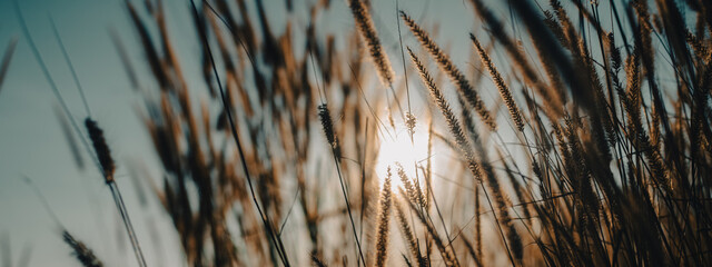 Soft focus a little wild flower in mountain outdoor field of nature landscape background in summer with sunset lighting, Vintage warm bright tone of natural spring grass meadow with sunlight sky