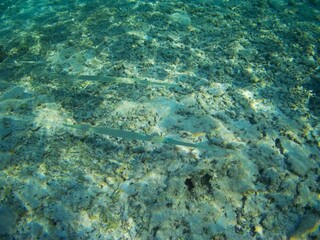 Fototapeta na wymiar Coral fish and coral reef near Jaz Maraya, Coraya bay, Marsa Alam, Egypt