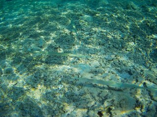 Coral fish and coral reef near Jaz Maraya, Coraya bay, Marsa Alam, Egypt