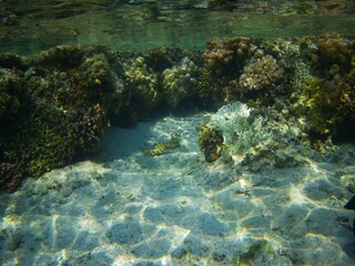 Naklejka na ściany i meble Coral fish and coral reef near Jaz Maraya, Coraya bay, Marsa Alam, Egypt