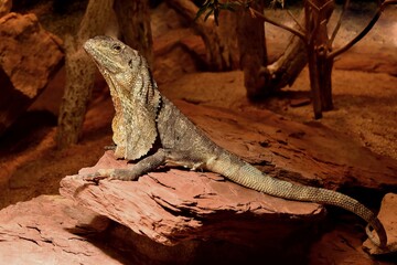 Full body photo of a frilled lizard