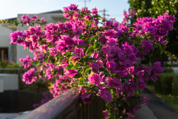 Fototapeta na wymiar Bougainvillea flowers from Okinawa