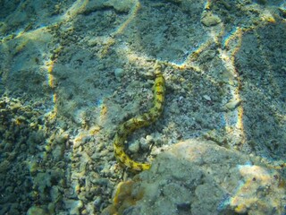 Coral fish and coral reef near Jaz Maraya, Coraya bay, Marsa Alam, Egypt
