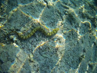 Coral fish and coral reef - Jaz Maraya, Coraya bay, Marsa Alam, Egypt