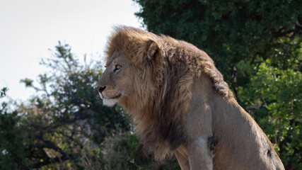 Detail of a wild male lion lying on top of a rock in Africa.