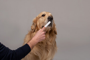 Golden Retriever brushes teeth with a special brush for dogs