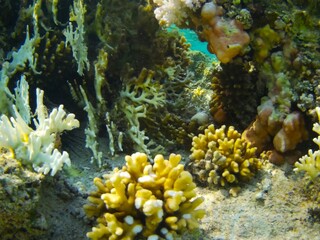 Fototapeta na wymiar Coral fish and coral reef - Jaz Maraya, Coraya bay, Marsa Alam, Egypt