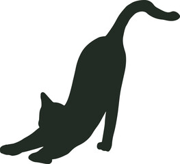 black cat cute and the shadow