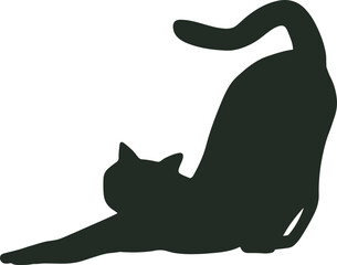 black cat cute and the shadow