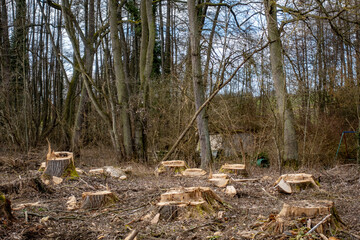 Frisch abgeholztes Waldstück