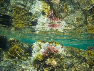 Obraz premium Coral fish and coral reef - Jaz Maraya, Coraya bay, Marsa Alam, Egypt