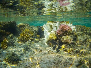 Naklejka na ściany i meble Coral fish and coral reef near Jaz Maraya, Coraya bay, Marsa Alam, Egypt