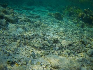 Fototapeta na wymiar Coral fish and coral reef - Jaz Maraya, Coraya bay, Marsa Alam, Egypt